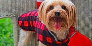 Belle is registered to the contest to win money with this photo: dog, small_dog, plaid_jacket, tongue_out, happy, pet, wicker_chair, stocking, plush_toy, holiday, festive, outdoor, greenery, cute, animal, fur, smiling, portrait, standing, companion