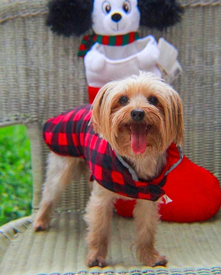 Belle is registered to the contest to win money with this photo: dog, small_dog, plaid_jacket, tongue_out, happy, pet, wicker_chair, stocking, plush_toy, holiday, festive, outdoor, greenery, cute, animal, fur, smiling, portrait, standing, companion