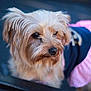 Belle joined the competition — help win amazing prizes! dog, small_dog, pet, fur, cute, animal, closeup, outdoor, apparel, pink, blue, portrait, looking_away, fluffy, mammal, companion, adorable, canine, young, domestic_animal