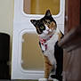 Menchy is registered to the contest to win money with this photo: cat, calico, pet_collar, indoor, curious, fur, animal, domestic_cat, face, whiskers, floor, door, tag, looking, eyes, ears, feline, mammal, household, curiosity