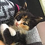 Menchy joined the competition — help win amazing prizes! kitten, calico_cat, cat, pet, animal, closeup, cute, feline, whiskers, paw, knitted_blanket, water_bottle, table, indoor, soft_texture, resting, curious, young, domestic_animal, cozy