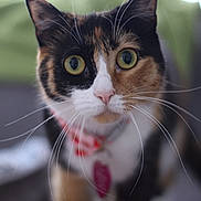 Menchy is registered to the contest to win money with this photo: cat, calico_cat, close_up, green_eyes, whiskers, collar, pet, animal, fur, nose, indoor, curious, portrait, mammal, feline, looking_at_camera, pink_nose, tag, domestic_cat, closeup