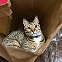 cat, tabby_cat, paper_bag, indoor, pet, feline, collar, brown, striped, curious, cozy, leather_surface, close_up, whiskers, animal, domestic_cat, looking_up, fur, sitting, soft_light