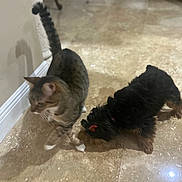 Sushi is registered to the contest to win money with this photo: cat, dog, indoor, floor, tile, animal, pet, curious, walking, small_dog, black_dog, red_bows, brown_cat, white_paws, blurred, shadow, home, curiosity, companion, domestic