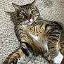 cat, tabby, carpet, indoor, pet, feline, whiskers, paws, fur, relaxed, curious, closeup, laying_down, brown, white, striped, cute, animal, domestic, cozy