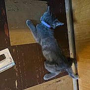 Aphroditey is registered to the contest to win money with this photo: cat, gray_cat, collar, floor, checkerboard_floor, wooden_door, door, doorstop_package, pet, animal, indoor, stretching, lying_down, purple_collar, feline, floor_tile, brown_floor, home, kitten, domestic_animal