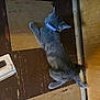 cat, gray_cat, collar, floor, checkerboard_floor, wooden_door, door, doorstop_package, pet, animal, indoor, stretching, lying_down, purple_collar, feline, floor_tile, brown_floor, home, kitten, domestic_animal