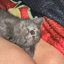 kitten, gray_cat, sleeping, legs, human_skin, blanket, cozy, nap, fur, cute, pet, closeup, resting, soft, indoor, comfort, animal, feline, warm, relaxation