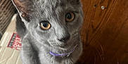 Aphroditey is registered to the contest to win money with this photo: kitten, gray_cat, pet, collar, box, curious, indoor, feline, close_up, looking_up, animal, small_cat, whiskers, ears, fur, eyes, wooden_surface, cardboard, domestic, cute