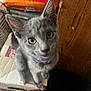 kitten, gray_cat, pet, collar, box, curious, indoor, feline, close_up, looking_up, animal, small_cat, whiskers, ears, fur, eyes, wooden_surface, cardboard, domestic, cute