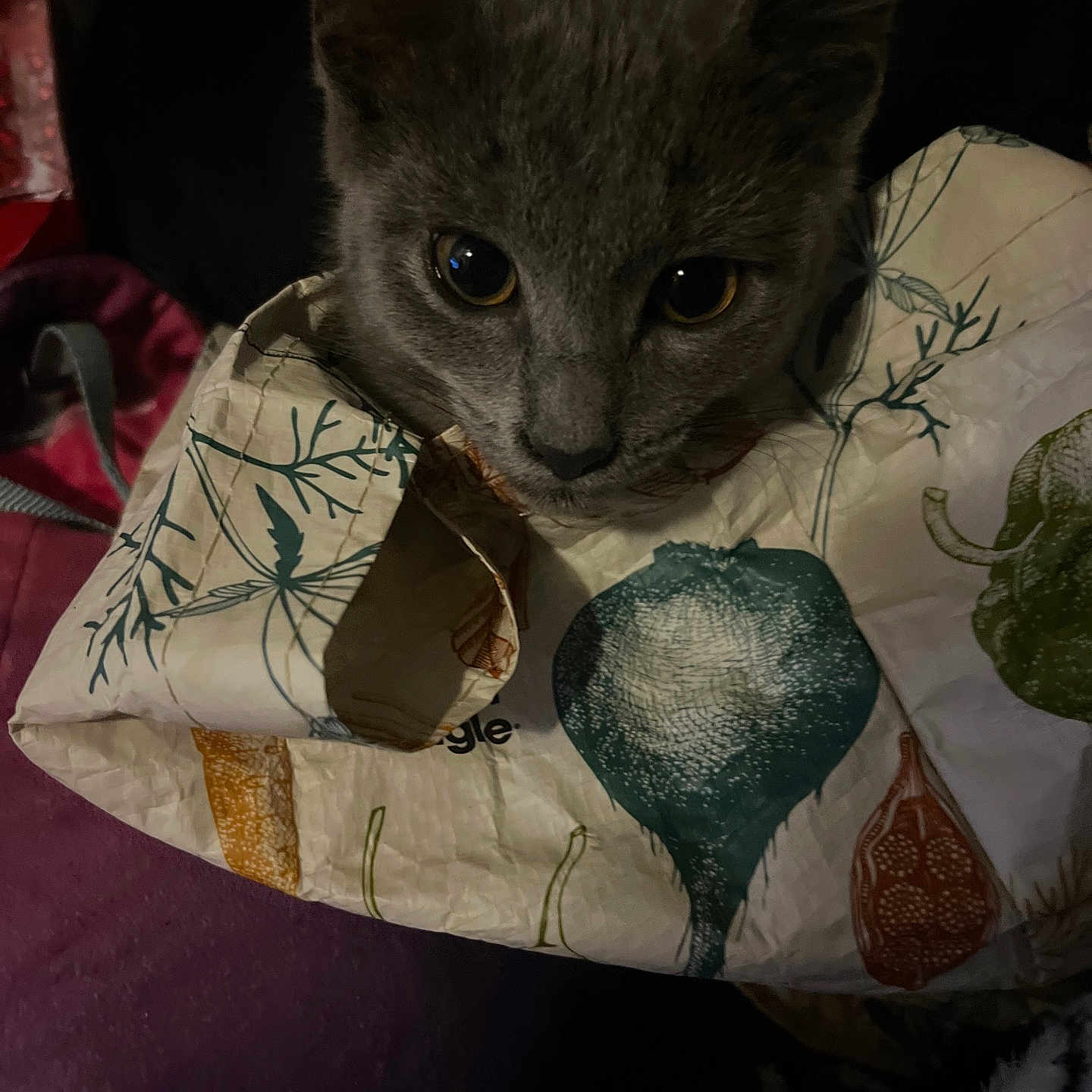 Aphroditey is registered to the contest to win money with this photo: animal, cat, close_up, cozy, curious, dim_light, ears, eyes, face, feline, fur, gray_cat, head, indoors, nose, paper_bag, pet, portrait, vegetable_print, whiskers