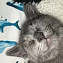 kitten, gray_cat, sleeping, closeup, pet, animal, feline, cute, resting, blanket, shark_pattern, blue, soft, fur, whiskers, indoor, cozy, face, nose, ear
