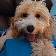 Bonnie is registered to the contest to win money with this photo: dog, curly_hair, happy, tongue_out, close_up, pet, indoor, blanket, couch, fur, cute, animal, companion, relaxed, portrait, friendly, canine, domestic_animal, fluffy, smiling
