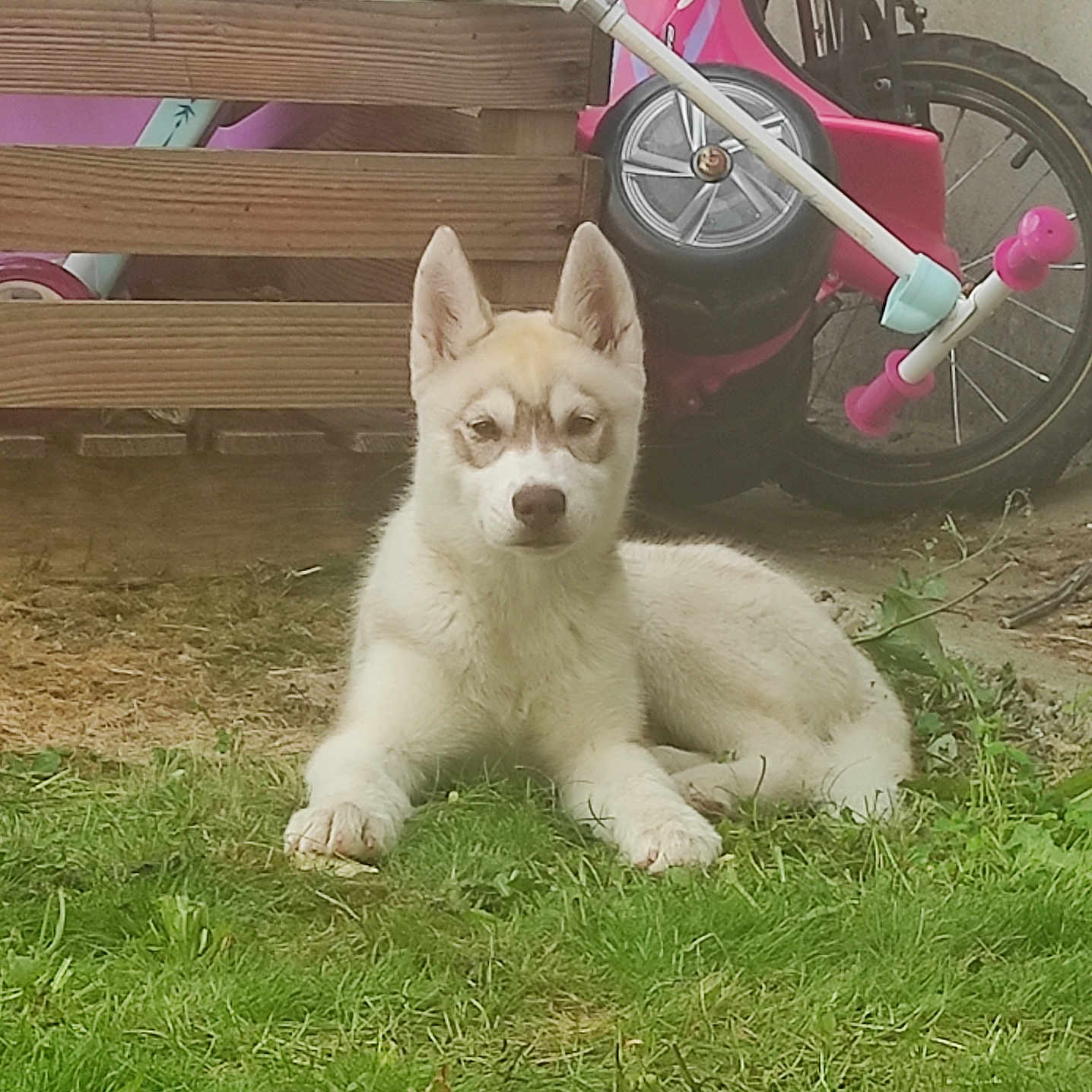 Vaïana participe au concours pour gagner de l'argent avec cette photo : alloywheel, animal, bicycle, canine, car, carwheel, dog, eskimodog, grass, husky, machine, motorcycle, pet, plant, puppy, spoke, tire, transportation, vehicle, wheel