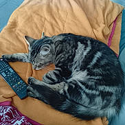 Kitty participe au concours pour gagner de l'argent avec cette photo : cat, tabby, sleeping, blanket, remote_control, indoor, pet, feline, resting, fur, striped, cozy, paw, relaxed, home, floor, tile, domestic_animal, cute, animal