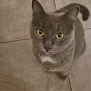 Lucyfer participe au concours pour gagner de l'argent avec cette photo : cat, gray_cat, yellow_eyes, tongue_out, pet, floor, tile_floor, wooden_furniture, curious, looking_up, indoor, domestic_cat, whiskers, ears, tail, paw, close_up, animal, cute, pet_owner