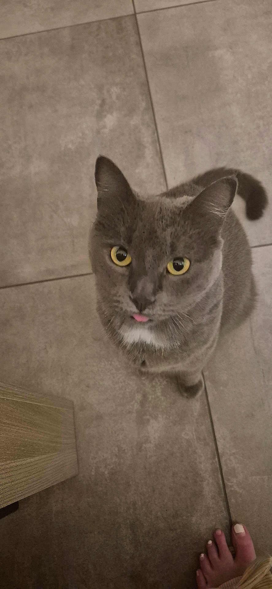 Lucyfer participe au concours pour gagner de l'argent avec cette photo : cat, gray_cat, yellow_eyes, tongue_out, pet, floor, tile_floor, wooden_furniture, curious, looking_up, indoor, domestic_cat, whiskers, ears, tail, paw, close_up, animal, cute, pet_owner