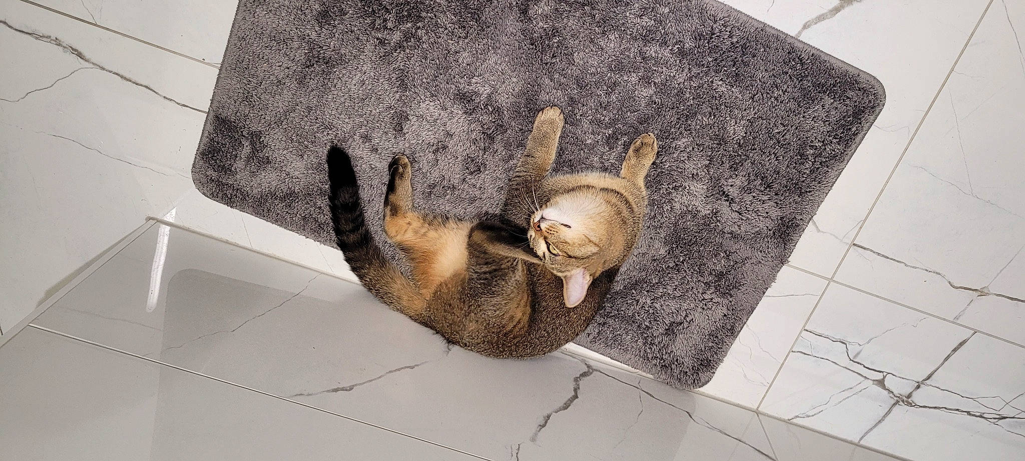 Fiona participe au concours pour gagner de l'argent avec cette photo : art, artifact, bronze, claw, fawn, felidae, flooring, fur, hare, paw, rectangle, room, sculpture, small_to_medium_sized_cats, snout, table, tail, visual_arts, whiskers, wood