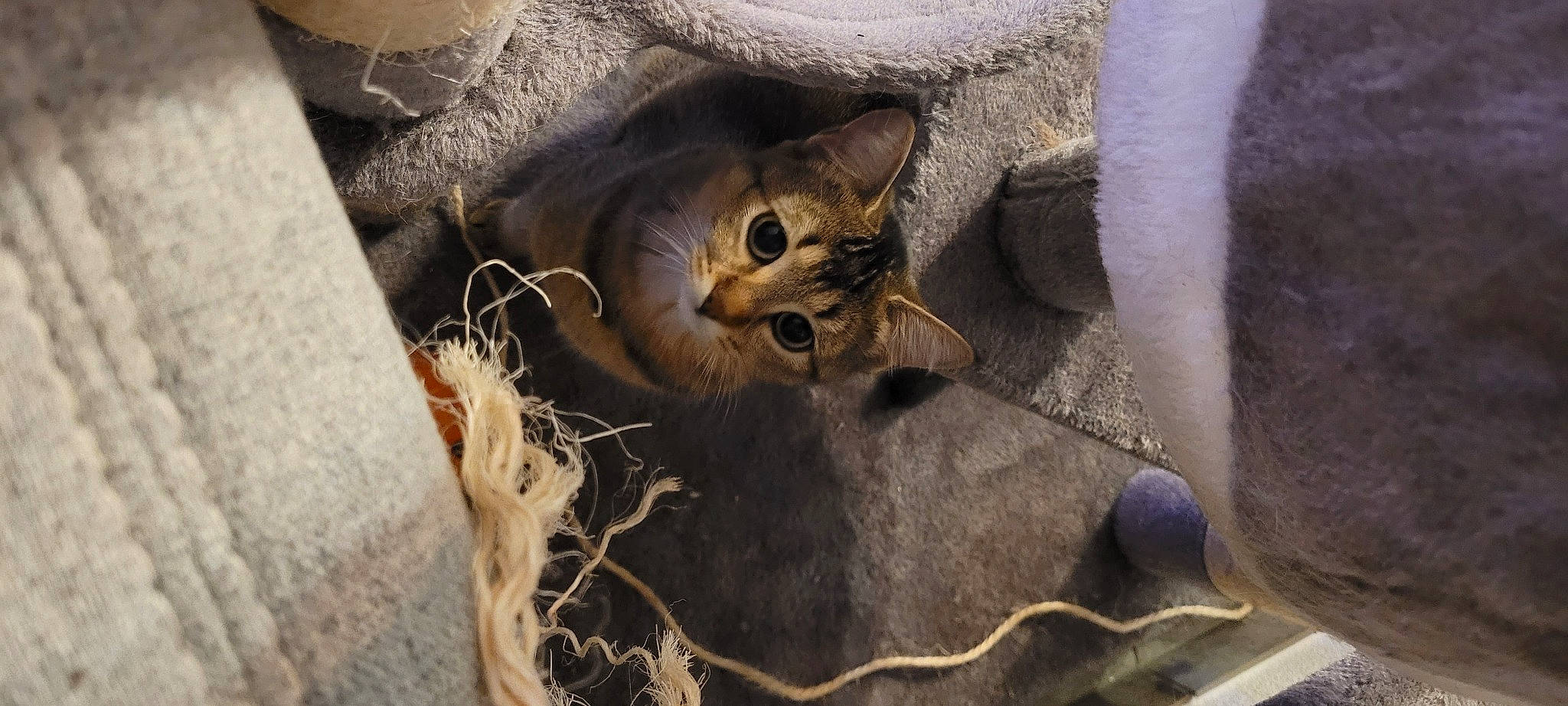 Fiona participe au concours pour gagner de l'argent avec cette photo : basket, carnivore, cat, domestic_short_haired_cat, fawn, felidae, fur, metal, small_to_medium_sized_cats, snout, tail, terrestrial_animal, tree, twig, whiskers, wildlife, wood