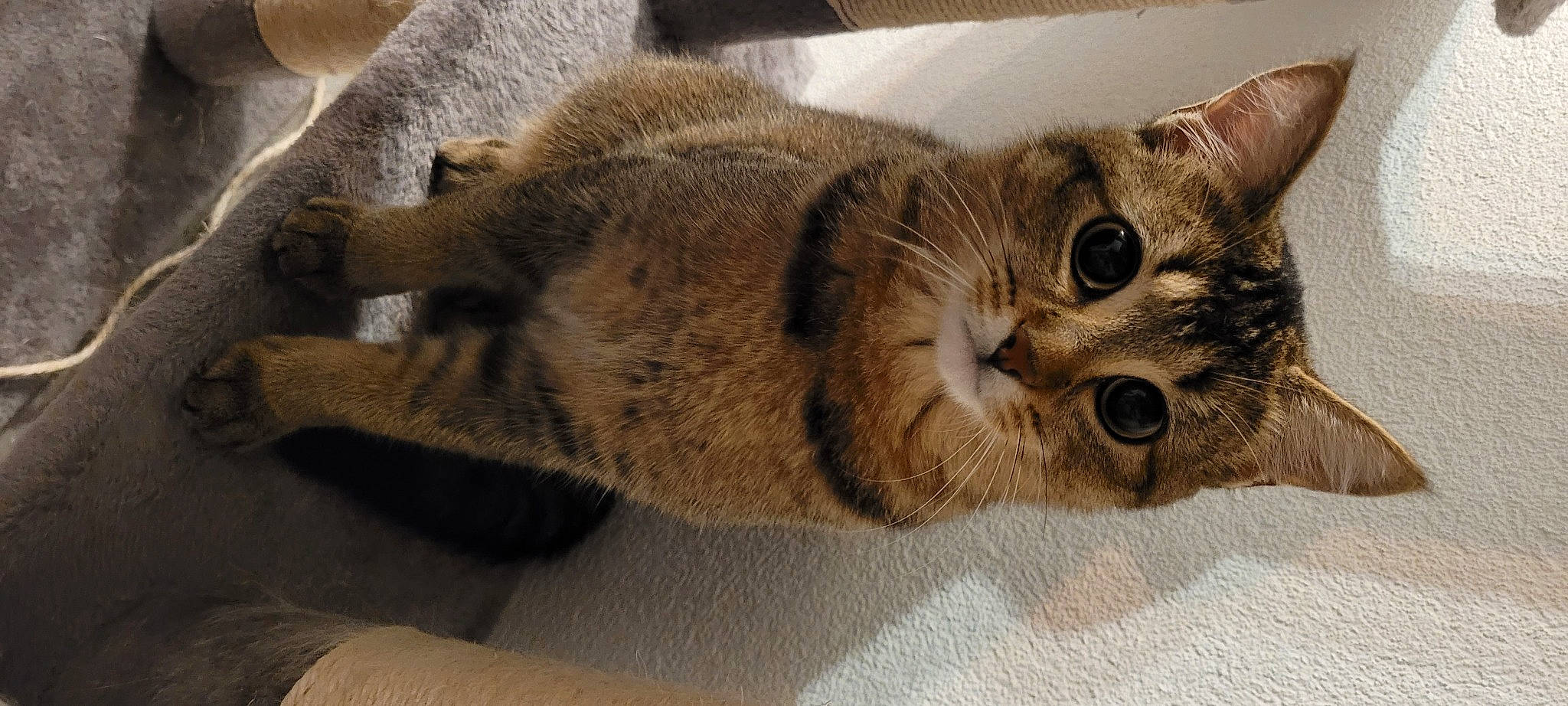 Fiona a rejoint le concours — aidez-le/la à gagner de superbes lots ! carnivore, cat, cat_bed, cat_supply, claw, comfort, domestic_short_haired_cat, felidae, fur, nap, paw, small_to_medium_sized_cats, snout, tail, terrestrial_animal, whiskers