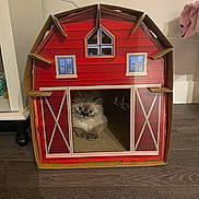 Coco joined the competition — help win amazing prizes! cat, fluffy_cat, blue_eyes, cardboard_house, barn, indoor, floor, wooden_floor, pet, animal, cute, cozy, curious, feline, home, interior, peeking, box, house, relaxed
