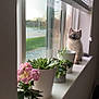 Coco joined the competition — help win amazing prizes! kitten, cat, windowsill, plants, potted_plants, flowers, succulent, indoor, pet, curious, blue_eyes, window, blinds, natural_light, greenery, cute, feline, domestic_animal, home, cozy