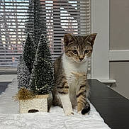 Mira is registered to the contest to win money with this photo: kitten, cat, tabby, indoor, table, miniature_trees, christmas_decor, white_fur, window_blinds, curious, pet, feline, household, decorative, soft_texture, still_life, animal, cozy, domestic, cute