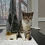kitten, cat, tabby, indoor, table, miniature_trees, christmas_decor, white_fur, window_blinds, curious, pet, feline, household, decorative, soft_texture, still_life, animal, cozy, domestic, cute