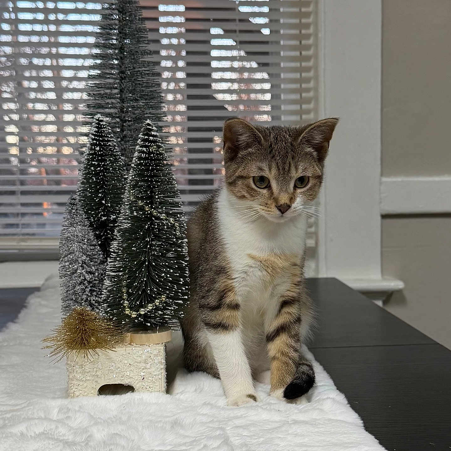 Mira is registered to the contest to win money with this photo: animal, cat, christmas_decor, cozy, curious, cute, decorative, domestic, feline, household, indoor, kitten, miniature_trees, pet, soft_texture, still_life, tabby, table, white_fur, window_blinds