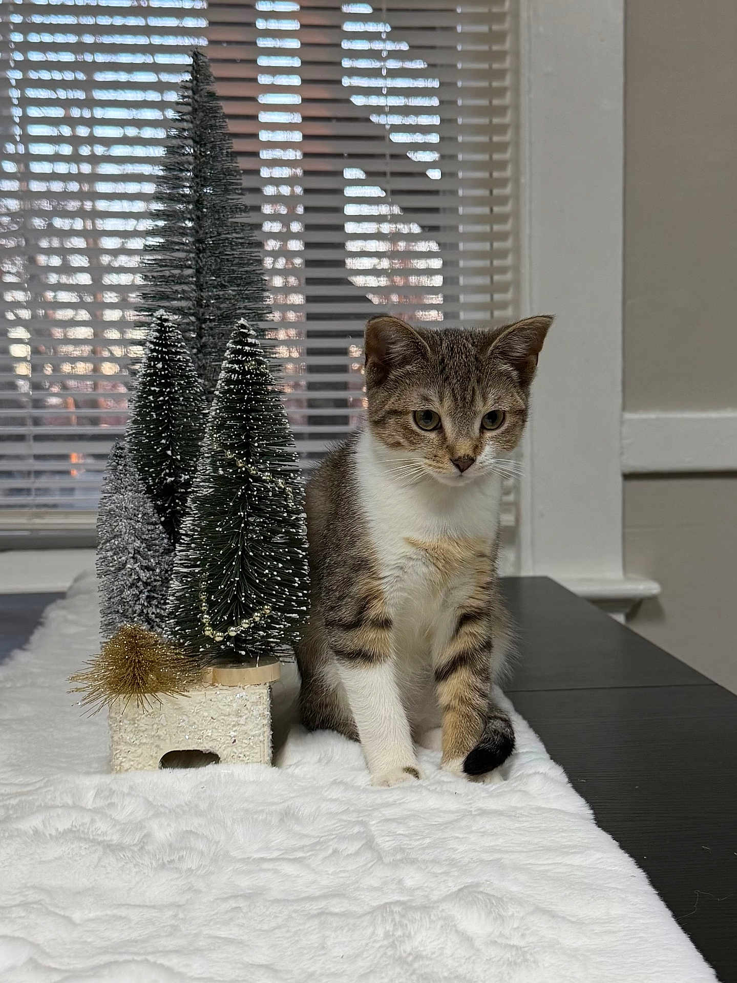 Mira is registered to the contest to win money with this photo: kitten, cat, tabby, indoor, table, miniature_trees, christmas_decor, white_fur, window_blinds, curious, pet, feline, household, decorative, soft_texture, still_life, animal, cozy, domestic, cute