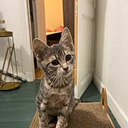 Maïa participe au concours pour gagner de l'argent avec cette photo : cat, kitten, gray_tabby, indoor, pet, scratcher, curious, sitting, head_tilt, feline, whiskers, floor, door, furniture, cozy, domestic, young_animal, animal, cute, portrait