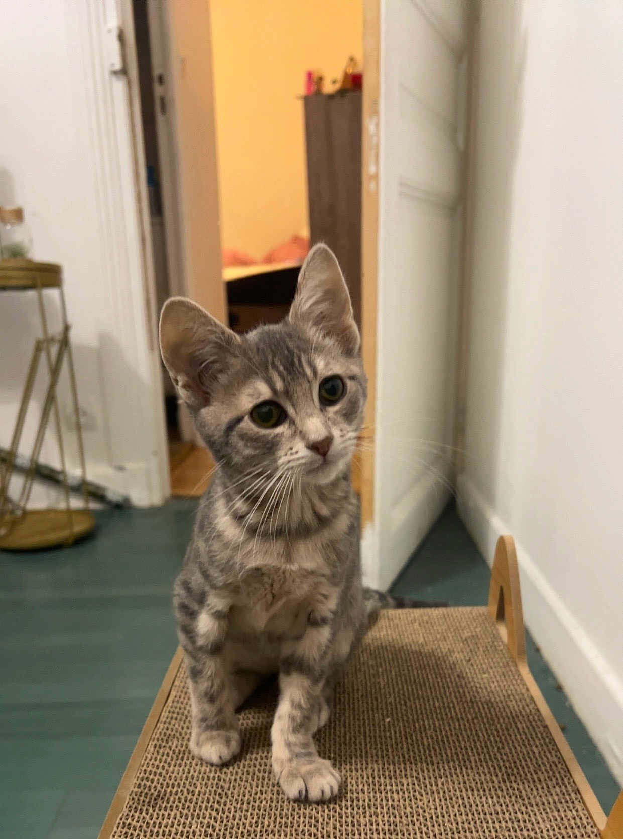 Maïa participe au concours pour gagner de l'argent avec cette photo : cat, kitten, gray_tabby, indoor, pet, scratcher, curious, sitting, head_tilt, feline, whiskers, floor, door, furniture, cozy, domestic, young_animal, animal, cute, portrait