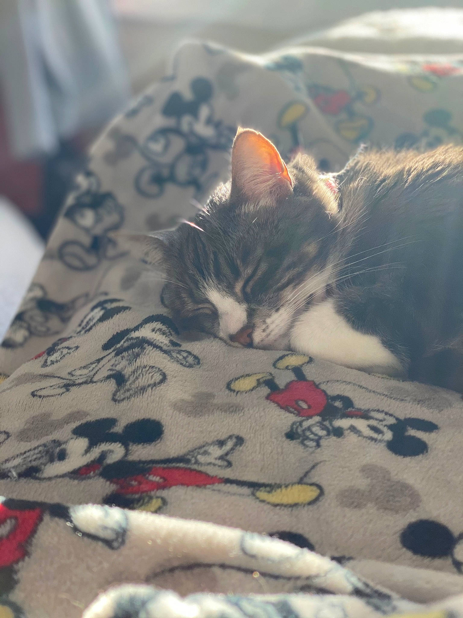 Faith is registered to the contest to win money with this photo: bedding, carmine, carnivore, cat, comfort, domestic_short_haired_cat, felidae, flooring, fur, grey, linens, nap, pattern, paw, plant, small_to_medium_sized_cats, tail, tree, whiskers, wood