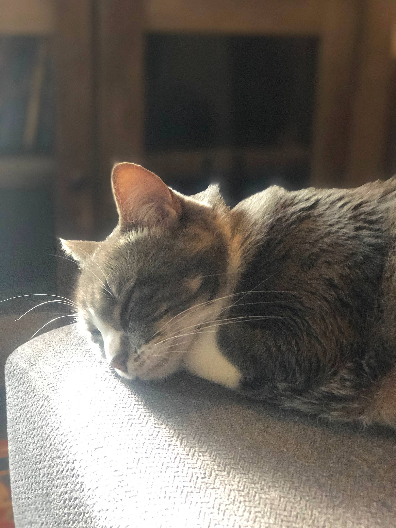 Faith is registered to the contest to win money with this photo: carnivore, cat, claw, comfort, domestic_short_haired_cat, felidae, flooring, fur, grey, nap, paw, sitting, sleep, small_to_medium_sized_cats, tail, whiskers, window, wood