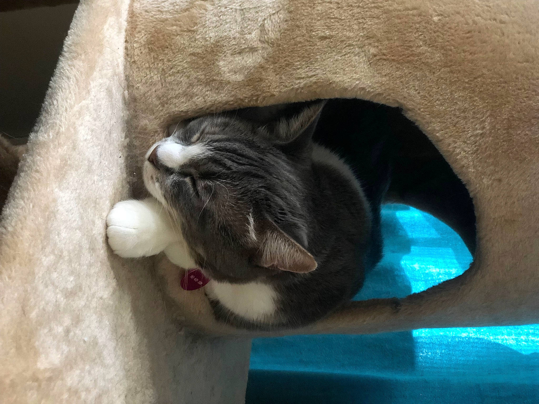 Faith joined the competition — help win amazing prizes! carnivore, cat, cat_supply, claw, comfort, dog_breed, domestic_short_haired_cat, ear, fawn, felidae, fur, paw, pet_supply, plant, small_to_medium_sized_cats, snout, tail, whiskers, window, wood