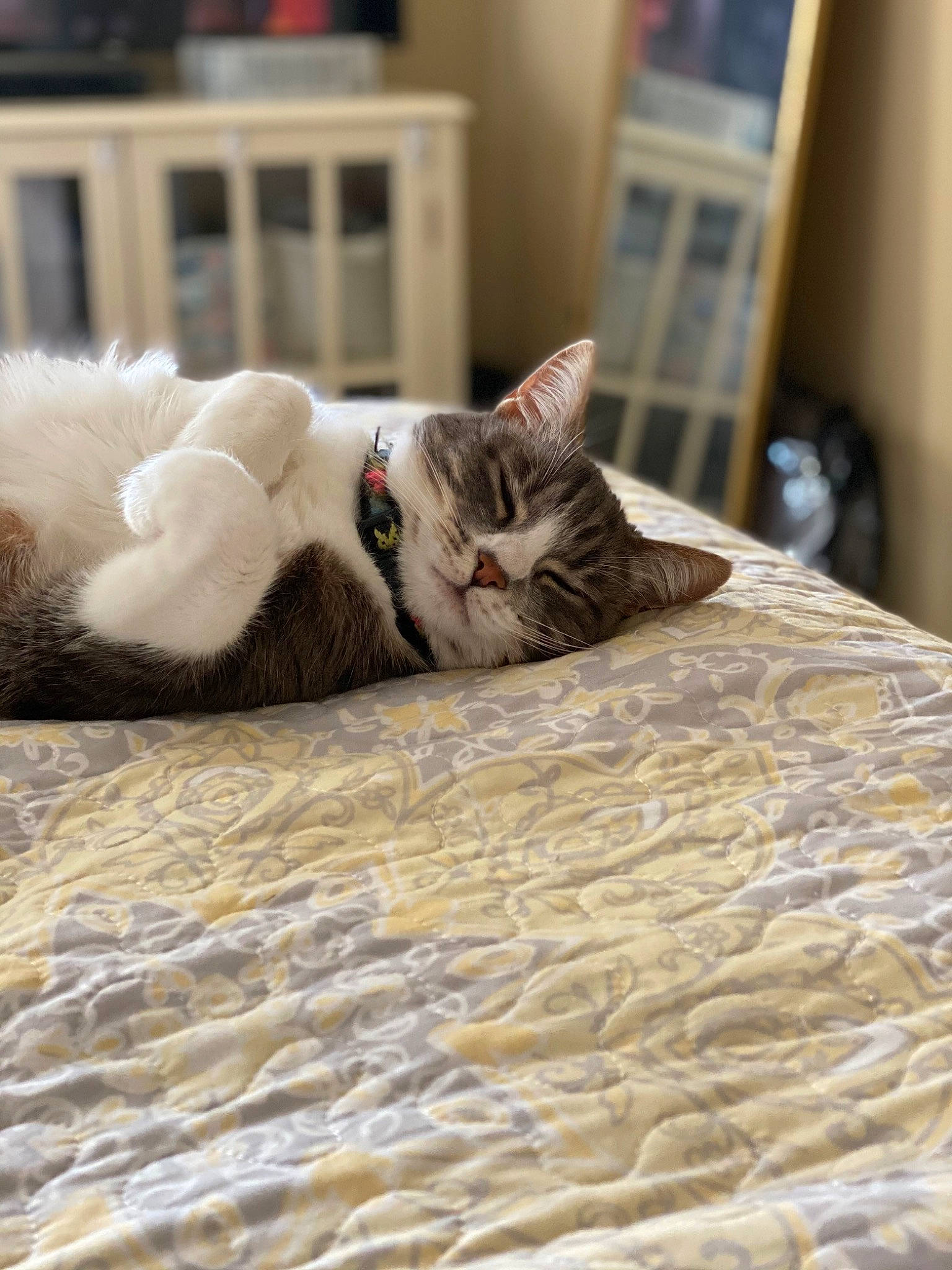 Faith is registered to the contest to win money with this photo: bed, bed_sheet, bedding, carnivore, cat, comfort, domestic_short_haired_cat, felidae, flooring, fur, grey, hardwood, linens, paw, room, small_to_medium_sized_cats, snout, tail, whiskers, wood