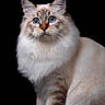 cat, fluffy, long_hair, blue_eyes, sitting, portrait, studio, black_background, pet, animal, whiskers, ears, paws, fur, cream_color, gray_markings, front_view, alert, cute, photography