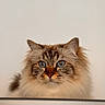 cat, long_hair, fluffy, fur, blue_eyes, whiskers, ears, animal, pet, portrait, close_up, frontal_view, indoor, countertop, cream_background, brown_fur, serious_expression, symmetrical, well_groomed, domestic_cat