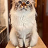 cat, fluffy, long_hair, blue_eyes, pet, animal, portrait, sitting, indoors, countertop, kitchen, fur, whiskers, ears, paws, focused, front_view, symmetrical, brown_and_white, cute