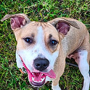 Vaiana participe au concours pour gagner de l'argent avec cette photo : dog, canine, smiling, tongue_out, happy, grass, outdoor, pet, animal, brown, white, ears, face, fur, collar, paw, looking_up, closeup, nature, playful