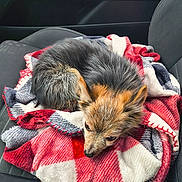 Bubba is registered to the contest to win money with this photo: animal, blanket, blue, car_seat, comfort, companion, cozy, cute, dog, fur, indoors, pet, plaid, red, relaxed, resting, seat, sleepy, small_dog, white