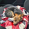 animal, blanket, blue, car_seat, comfort, companion, cozy, cute, dog, fur, indoors, pet, plaid, red, relaxed, resting, seat, sleepy, small_dog, white
