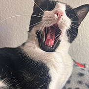 Faith joined the competition — help win amazing prizes! animal, black_and_white, cat, close_up, cute, domestic_cat, face, feline, fur, indoor, mammal, mouth_open, pet, pink_tongue, portrait, relaxed, sleepy, soft_light, whiskers, yawning
