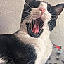 animal, black_and_white, cat, close_up, cute, domestic_cat, face, feline, fur, indoor, mammal, mouth_open, pet, pink_tongue, portrait, relaxed, sleepy, soft_light, whiskers, yawning