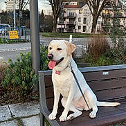 Luna a rejoint le concours — aidez-le/la à gagner de superbes lots ! dog, labrador_retriever, bench, leash, tongue_out, outdoor, park, tree, grass, sidewalk, building, residential_area, daytime, happy, pet, animal, street, urban, nature, canine
