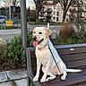 dog, labrador_retriever, bench, leash, tongue_out, outdoor, park, tree, grass, sidewalk, building, residential_area, daytime, happy, pet, animal, street, urban, nature, canine
