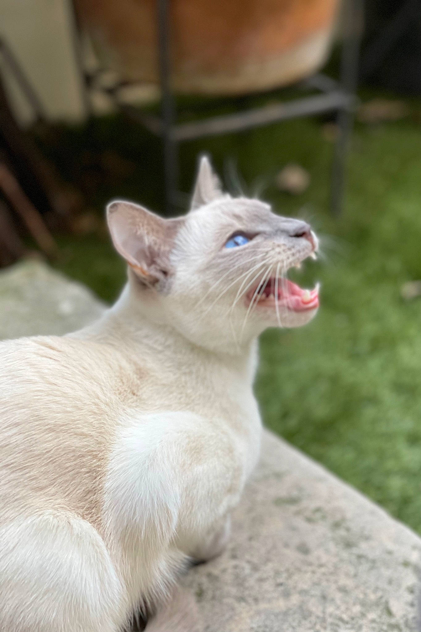Roméo participe au concours pour gagner de l'argent avec cette photo : carnivore, cat, chair, claw, collar, domestic_short_haired_cat, fang, fawn, felidae, fur, grass, paw, small_to_medium_sized_cats, snout, tail, terrestrial_animal, whiskers, wildlife