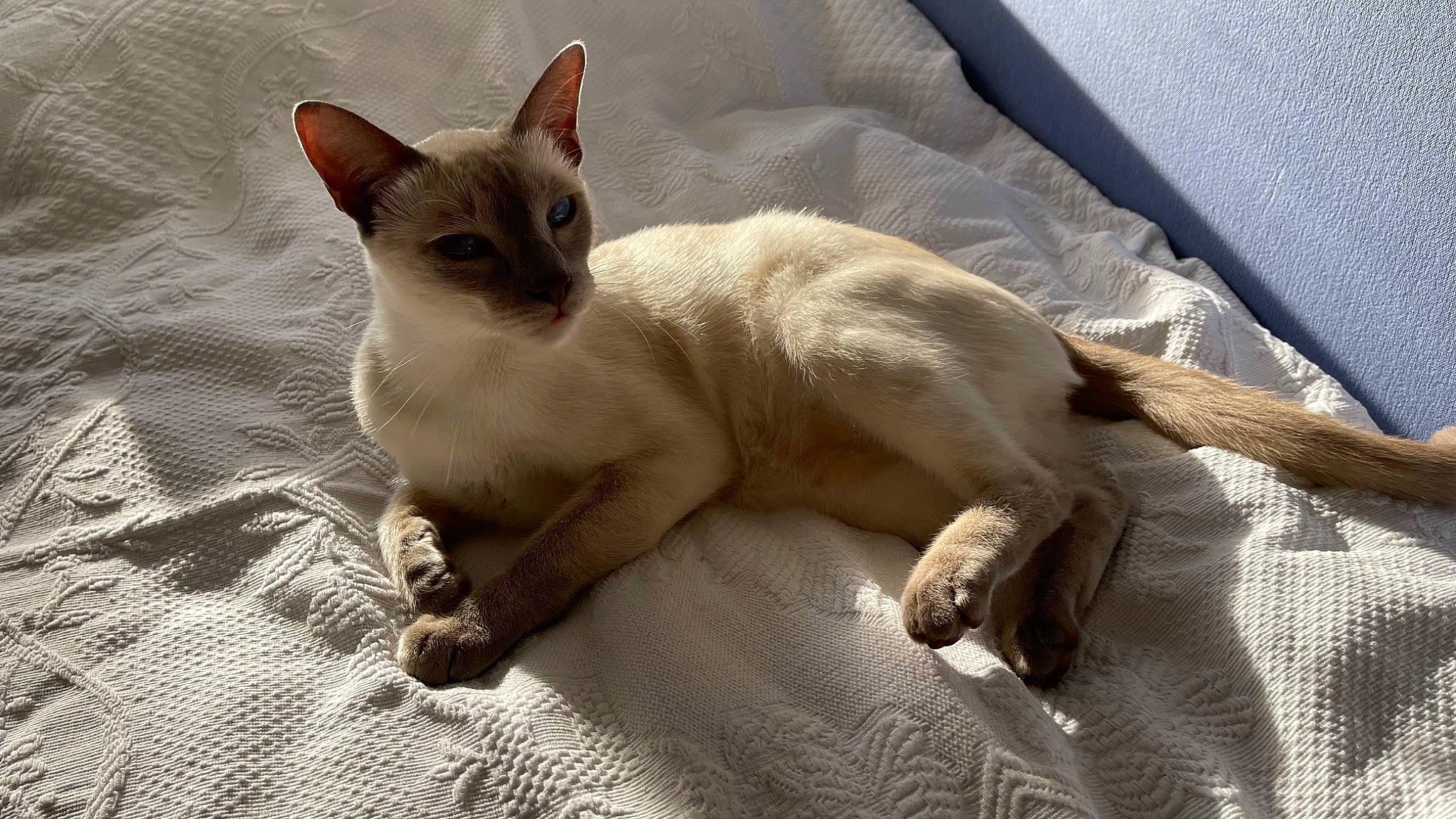 Roméo a rejoint le concours — aidez-le/la à gagner de superbes lots ! carnivore, cat, comfort, domestic_short_haired_cat, fawn, felidae, fur, paw, siamese, small_to_medium_sized_cats, snout, tail, terrestrial_animal, whiskers