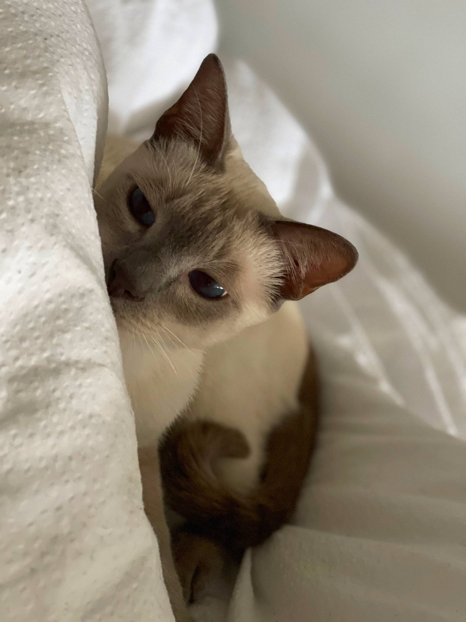 Roméo participe au concours pour gagner de l'argent avec cette photo : carnivore, cat, comfort, domestic_short_haired_cat, ear, fawn, felidae, fur, paw, small_to_medium_sized_cats, snout, tail, terrestrial_animal, whiskers