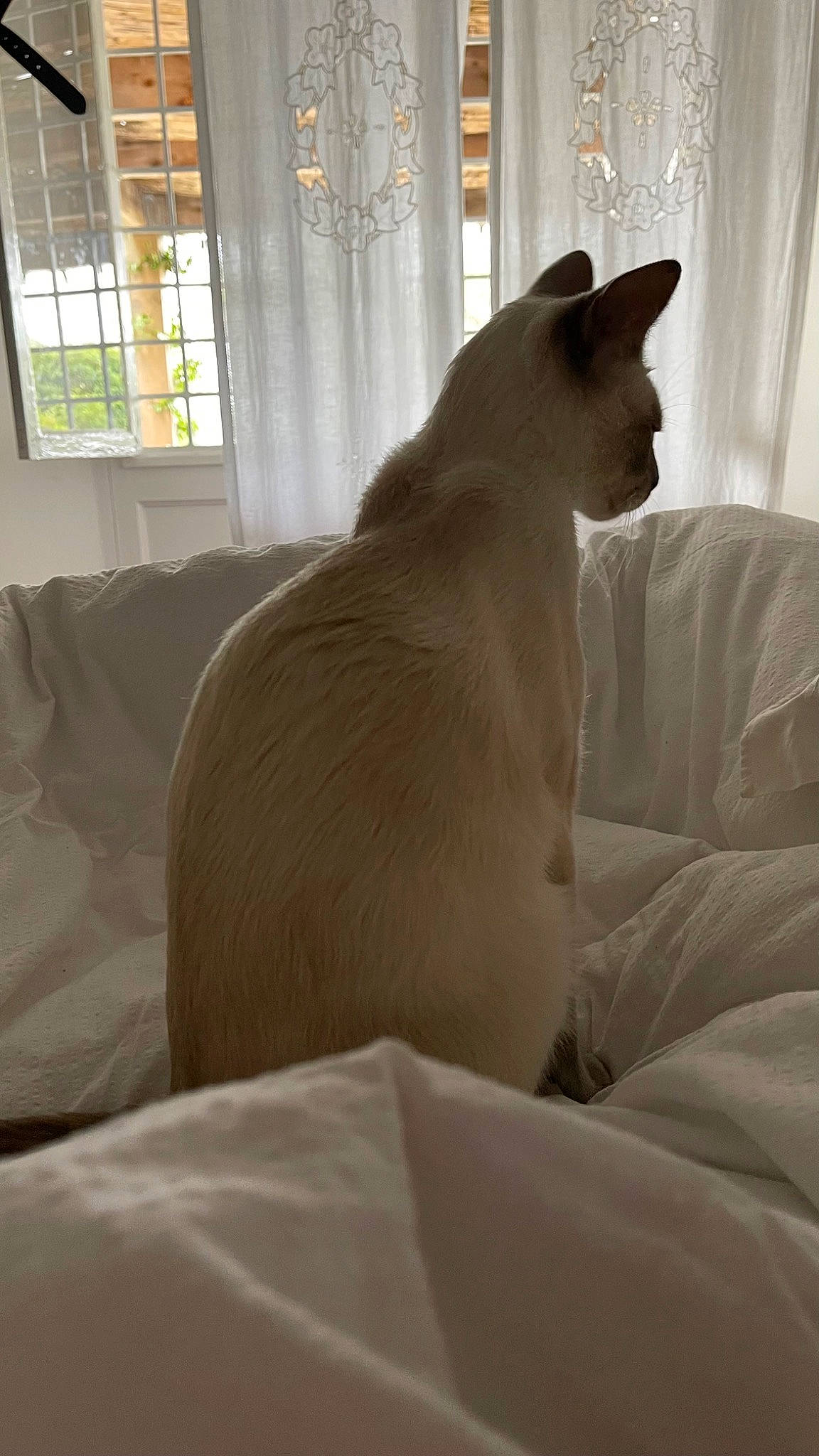 Roméo a rejoint le concours — aidez-le/la à gagner de superbes lots ! carnivore, cat, comfort, companion_dog, curtain, dog, dog_breed, fawn, felidae, fur, hardwood, room, small_to_medium_sized_cats, snout, tail, terrestrial_animal, whiskers, window, window_treatment, wood